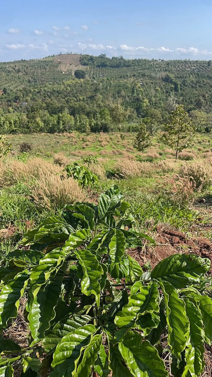 Bán Gấp Farm 5.5 - 7.6 Sào Ea Lê, Đắk Lắk - Trồng Sầu Riêng, Giá Hời!