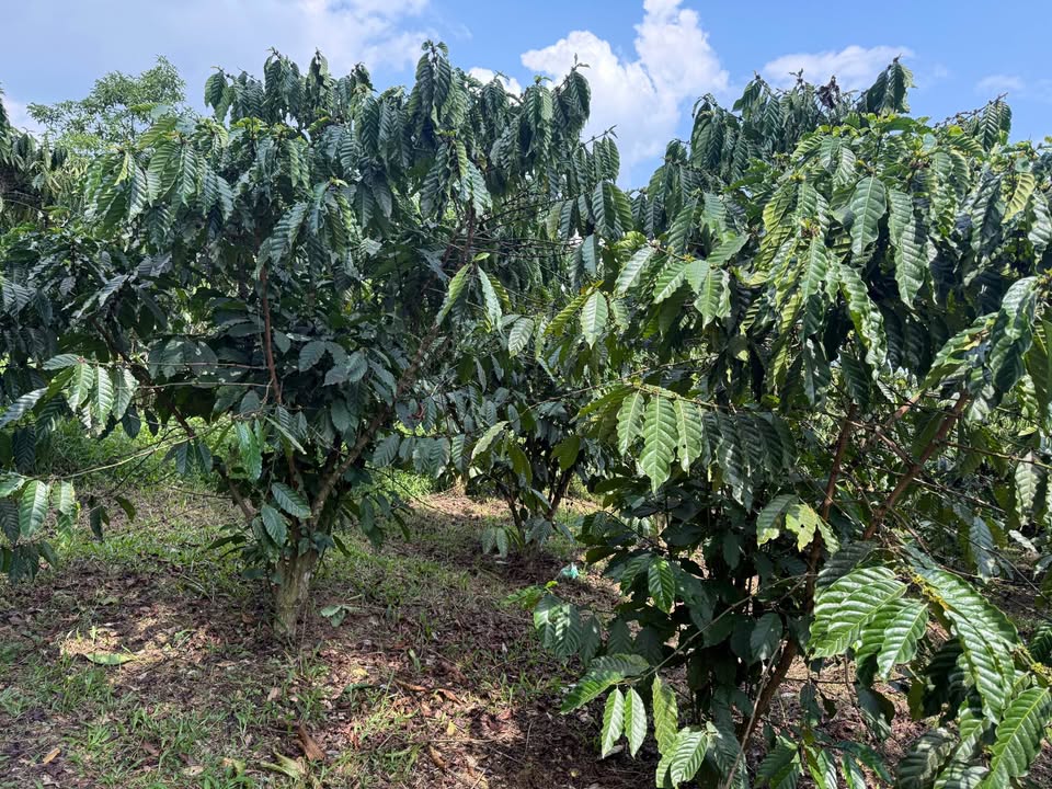Bán Gấp Farm Cà Phê 21.600m² Lộc Nam, Bảo Lâm - Giá 2.3 Tỷ