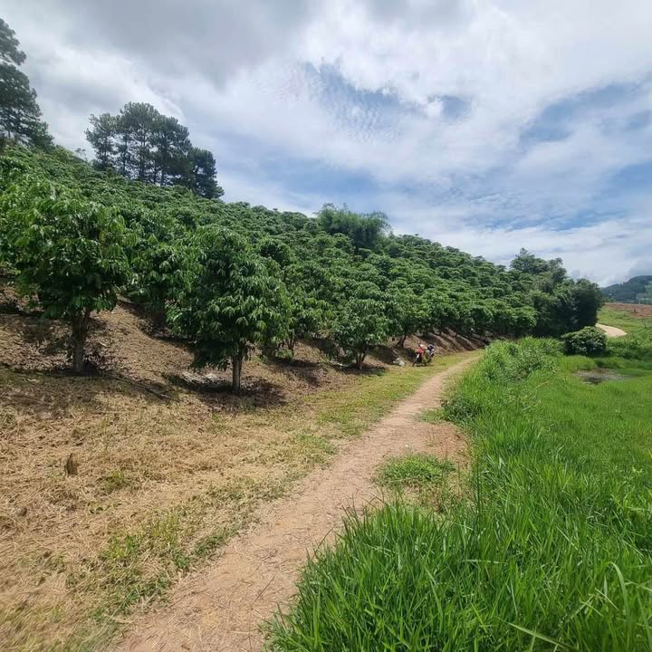 Đất Vườn Lâm Hà 5000m² - 2 Mặt Tiền Đường, Sổ Đỏ Riêng