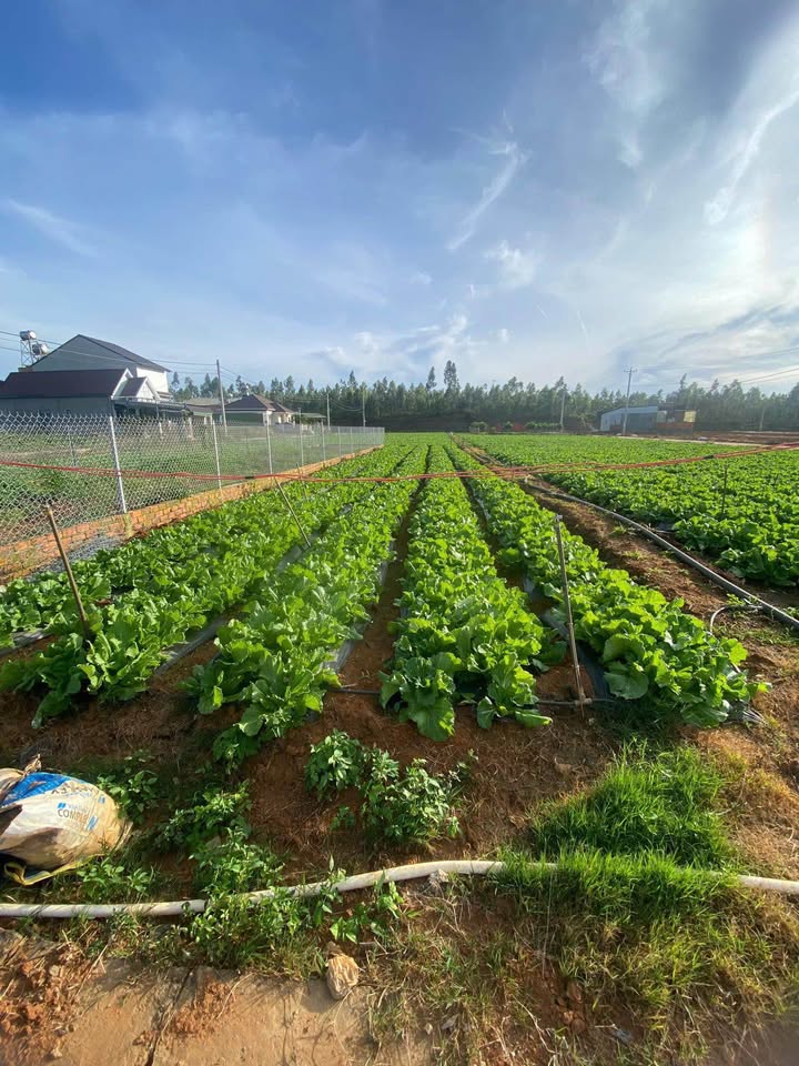 Đất Thổ Cư 90m² Thạnh Mỹ, Đơn Dương - Sổ Hồng Sẵn Sàng, Giá 799 Triệu