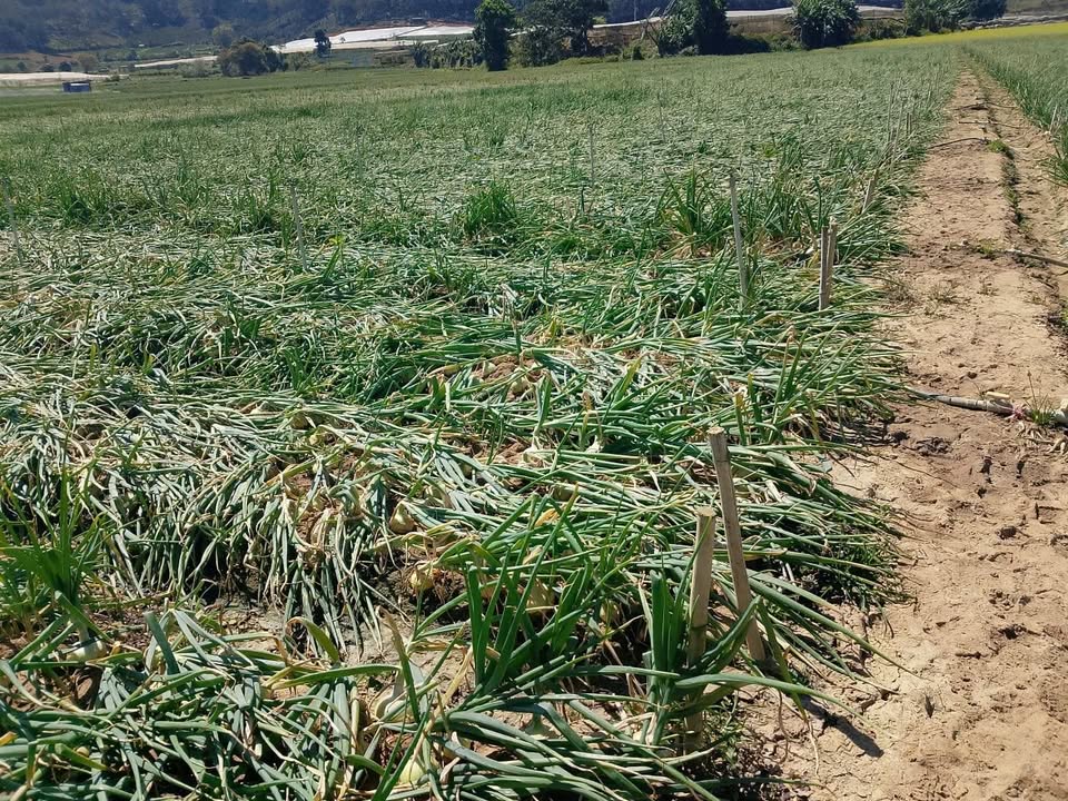 Bán 9 Sào Đất Vườn Ka Đơn, Đơn Dương - Sổ Sẵn, Giá Đầu Tư 4.5 Tỷ