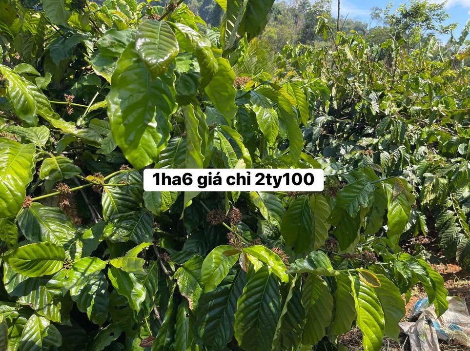 Bán gấp Farm 16000m² Xuân Trường, Đà Lạt - Nguồn thu khủng, Ao hồ sẵn sàng