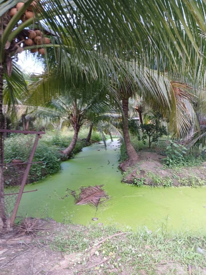 Bán Đất Vườn Dừa 5000m² TP Thủ Đức - Giá Đầu Tư 1.05 Tỷ