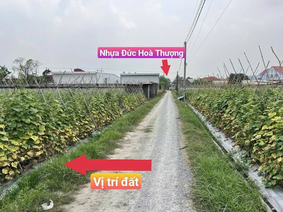 Đất Full Thổ Cư Đức Hòa Thượng, Long An - Sổ Hồng Riêng 450m²