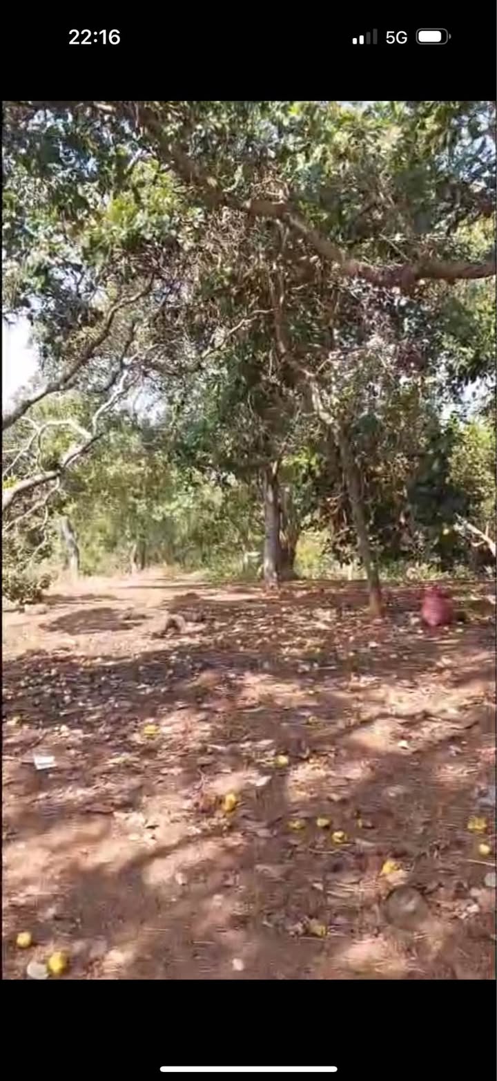 Bán Gấp 40.000m² Đất Đỏ Bình Phước, Có Ao Hồ, Tiềm Năng Cây Ăn Trái - Giá 4 Tỷ