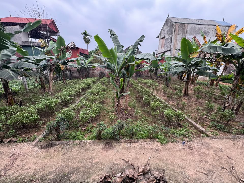 Bán đất Phúc Thọ 47m² - Sổ đỏ trao tay, giá chỉ từ 1 tỷ