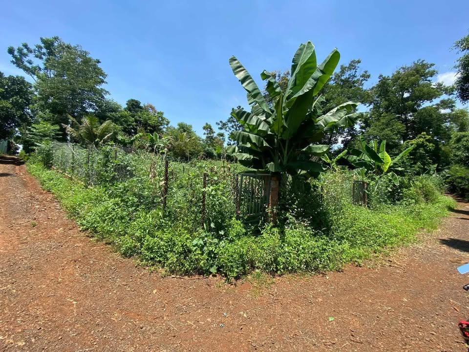 Đất nền Ea Yông, Đắk Lắk - 180m² giá chỉ 330 triệu, view ruộng thoáng đãng