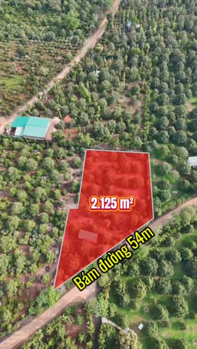Bán Rẫy Sầu Riêng 2125m² Đắk Lắk - Sẵn Sàng Thu Hoạch