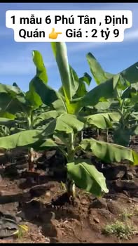 Bán Gấp Vườn Chuối Mô Đồng Nai 16000m² - Giá Đầu Tư 2.9 Tỷ