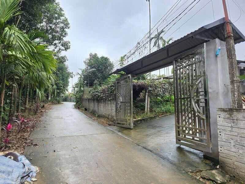 Bán Trang Trại Yên Bái Hơn 5000m² - Vườn Quế, Ao Cá Thơm Mát