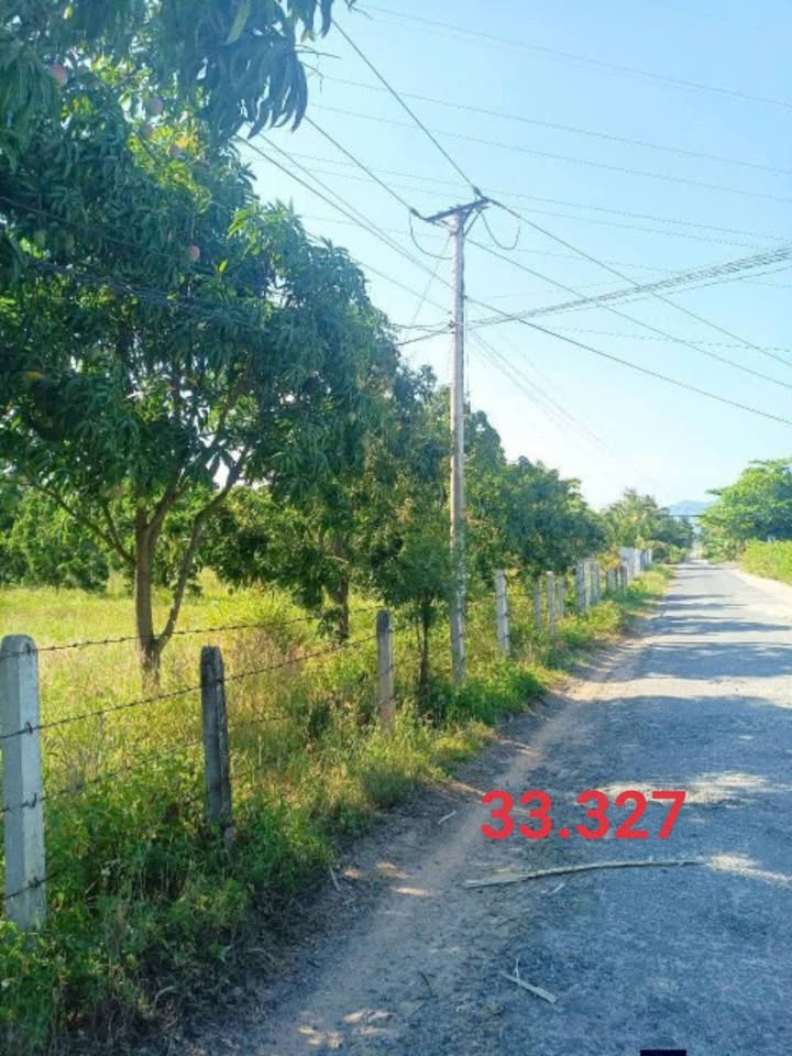 Bán Gấp Vườn Xoài 7728m² Cam Lâm - Sẵn Sàng Kinh Doanh