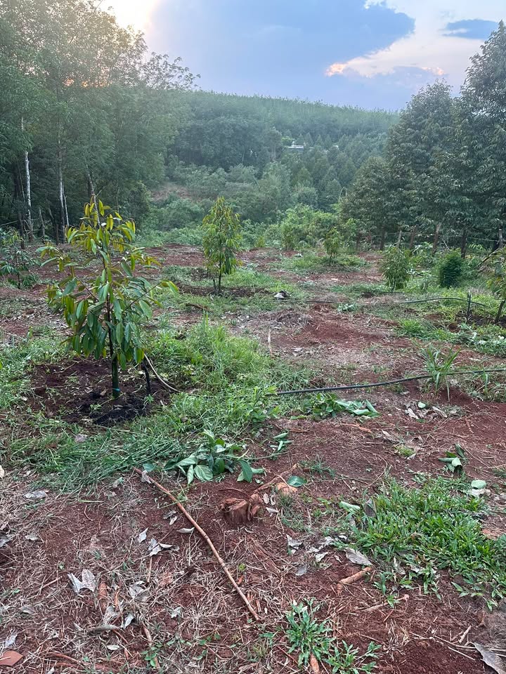 Bán gấp Đất Vườn 5400m² Bình Dương - 24 Cây Sầu Riêng Thái