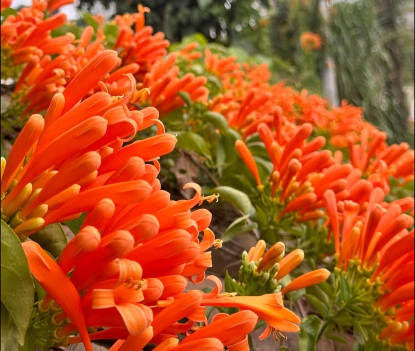 Cho thuê nhà nguyên căn 4 tầng, 220m² tại ngõ 163 Tân Mai, Hoàng Mai