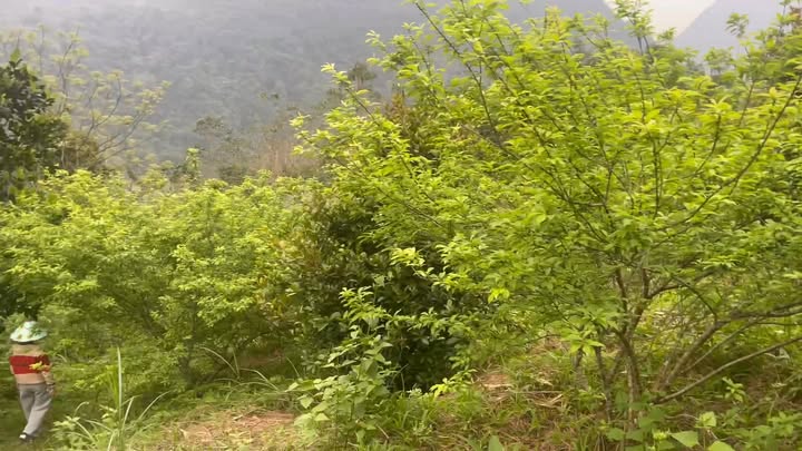 Bán Gấp Trang Trại 2.7ha Ngọc Đường, Hà Giang - Vườn Cây Ăn Trái Trĩu Quả