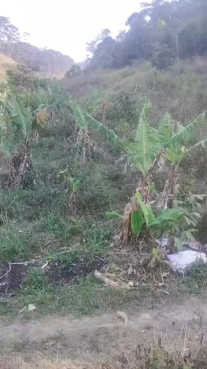 Bán Gấp Đất Vườn Tà Năng 1.1ha Sổ Hồng - 1200 Cây Chanh Dây Trĩu Quả