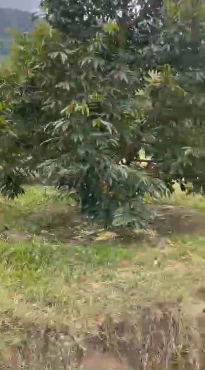 Bán Đất Vườn 10.000m² Phước Bình, Ninh Thuận - Sổ Đỏ 1.2 Tỷ, Sẵn Thu Hoạch