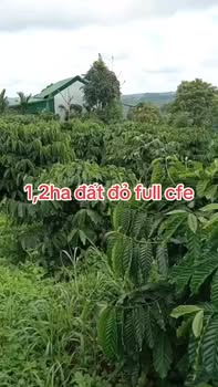 Bán gấp 1.2ha Farm Ea Khal, Đắk Lắk - Đường bê tông 80m, Điện 3 pha, Sổ hồng