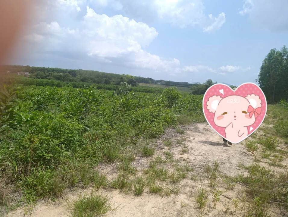 Bán Đất 1ha Long Thành, Đồng Nai - Sổ Hồng Sẵn, Giá 6 Tỷ