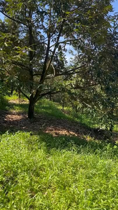 Bán Gấp Đất Vườn 1.8ha Hà Lâm - Đạ Huoai - Thu Nhập Ổn Định