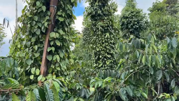 Bán Đất Vườn Đăk Hà, Đăk Nông - 5000m² Giá Tốt Đầu Tư