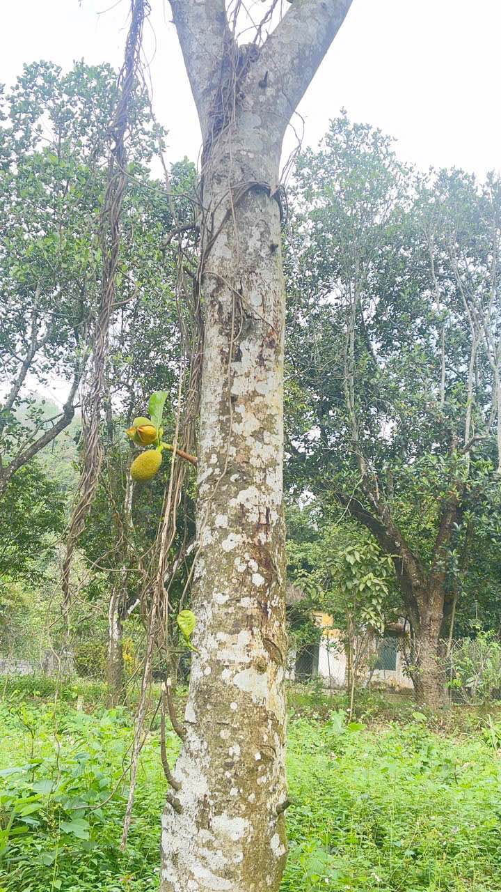 Bán Đất Lương Sơn, Hoà Bình 1600m² - Sổ Đỏ Rõ Ràng, Giá Đầu Tư