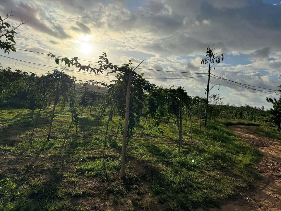 Đất nền Xuân Trường, Đắk Lắk - 340m² nở hậu, view ruộng thoáng mát