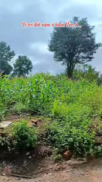 Đất Nền Buôn Veo A - Krông Năng: 282m² Thổ Cư, Giá Tốt Đầu Tư