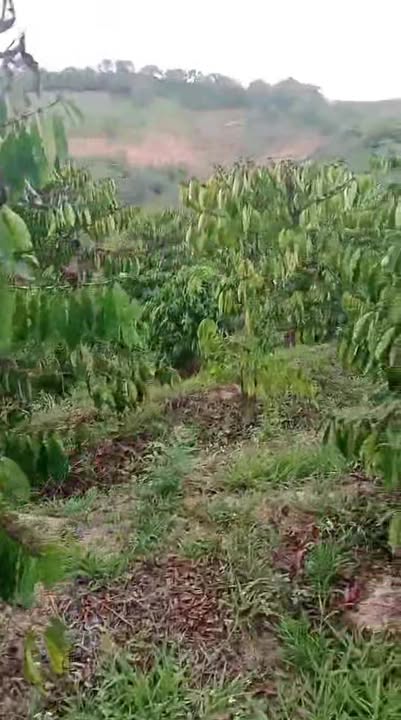 Bán gấp Farm 1,6ha Đắk Lắk - Vườn Sầu Riêng 100 cây, Kinh doanh Cà phê