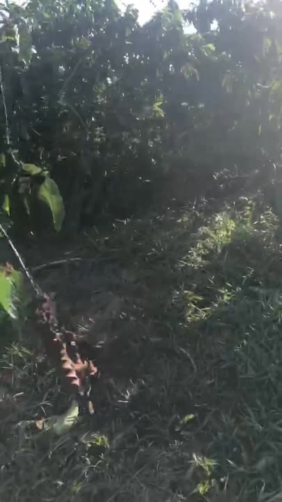 Bán Đất Nền 7000m² Tuy Đức, Đắk Nông - Sổ Đỏ, Giá 1.5 Tỷ