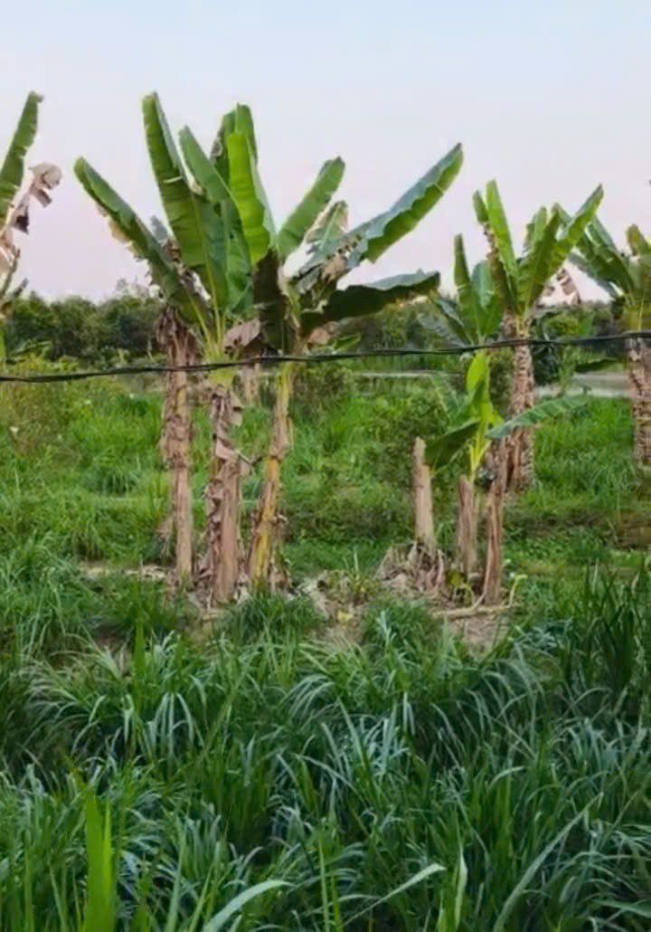 Bán Đất Nền Cái Bè, Tiền Giang - 1207m² Sổ Đỏ, Giá 2.6 Tỷ