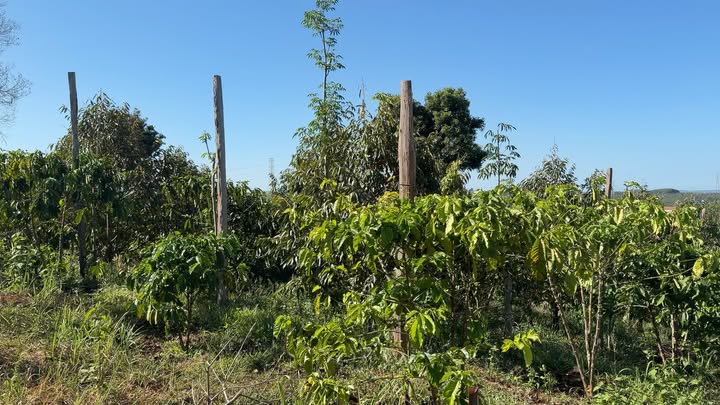 Bán Đất Farm Nghĩa Thắng Đắk Nông 10000m² - Sổ Cây Lâu Năm, Giá 1.35 Tỷ