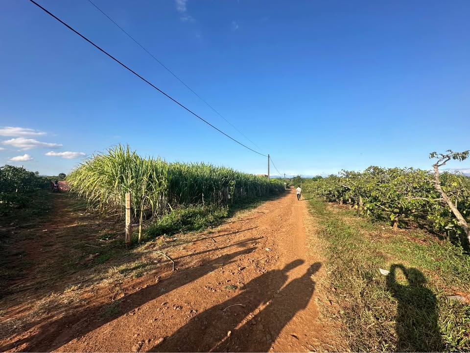 Bán Đất Nền 6000m² Iabang, Đăk Đoa, Gia Lai - Mặt Tiền Rộng, Giá Tốt