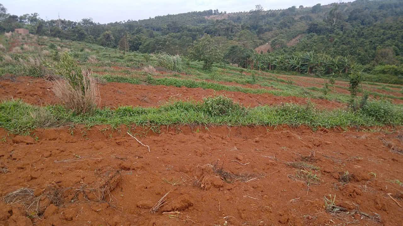 Đất Vườn Đắk Nông 1.3ha View Hồ Tuyệt Đẹp - Giá Chỉ 1.5 Tỷ