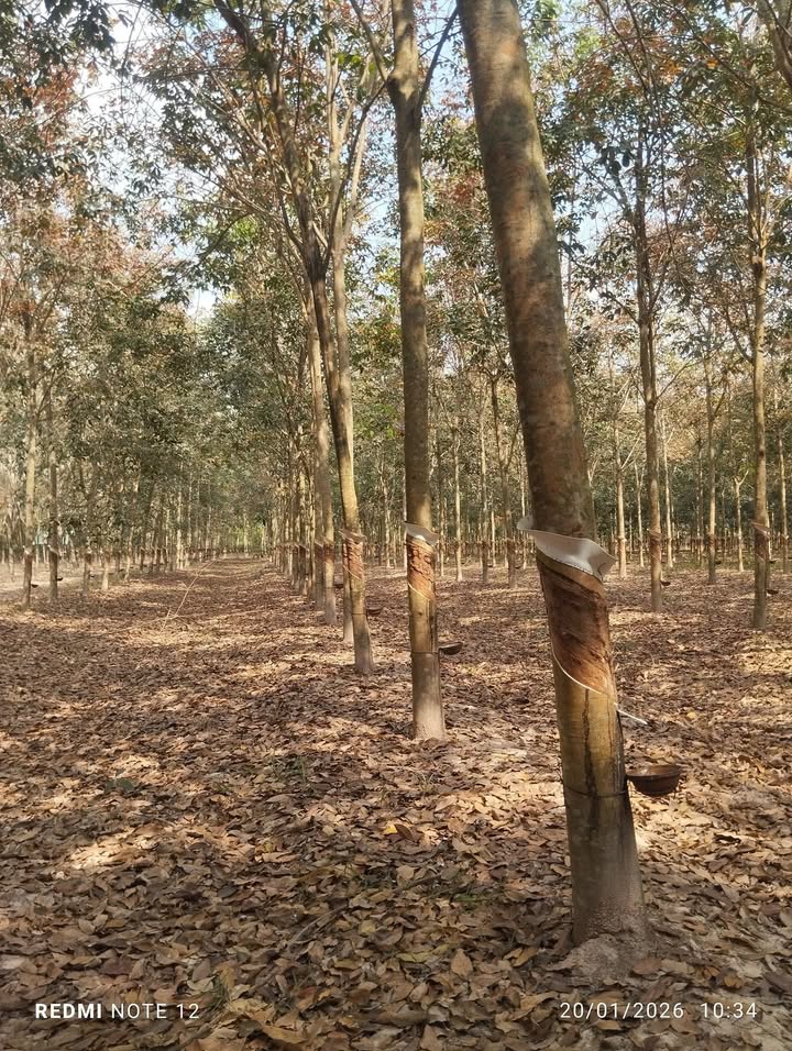 Đất Vườn Tây Ninh: 2.56ha Mặt Tiền Đường 300m, Giá Đầu Tư 1.35 Tỷ/Mẫu