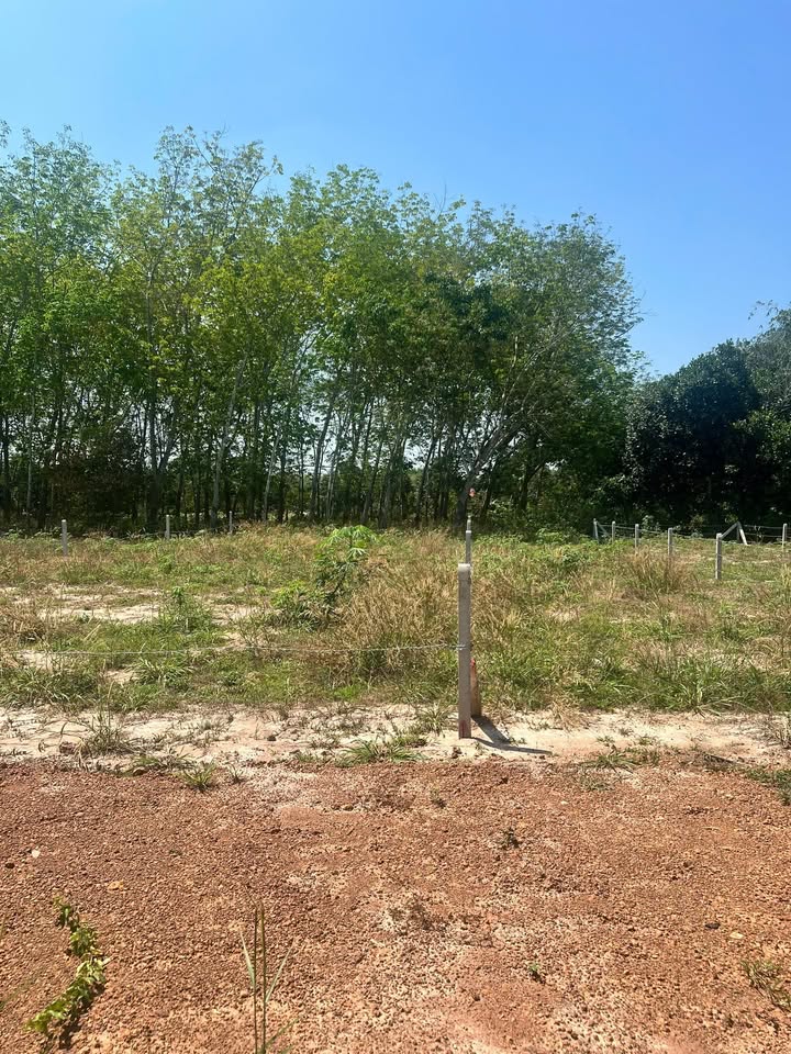 Đất Nền Minh Thạnh Dầu Tiếng 175m² Sổ Riêng - Giá Đầu Tư 459 Triệu