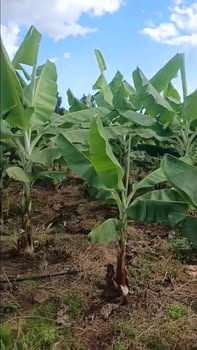 Bán Gấp Đất Vườn 7200m² Sông Ray, Cẩm Mỹ, Đồng Nai - Giá Đầu Tư 470 Triệu