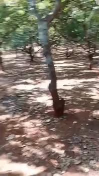 Bán đất vườn điều 1440m² Gia Lai - Giá 500 triệu, sát suối, đất đỏ màu mỡ