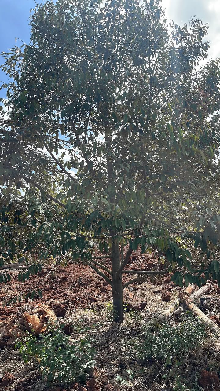 Đất vườn Ea Ning Đắk Lắk 1224m² - Sinh thái xanh