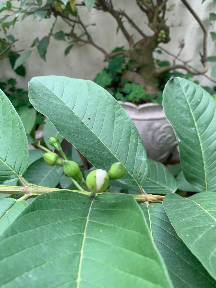 Đất Xây Biệt Thự Nghỉ Dưỡng 900m² Cẩm Châu, Hội An - Giá Thỏa Thuận