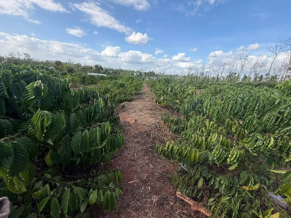 Bán 2880m² đất farm Quảng Hiệp, Cư M'gar - Điện nước đầy đủ