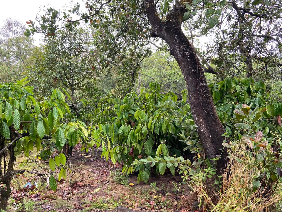 Đất Nền 2.880m² Đắk Lắk - Có Sầu Riêng, Điều, Cafe - Giá 2.4 Tỷ