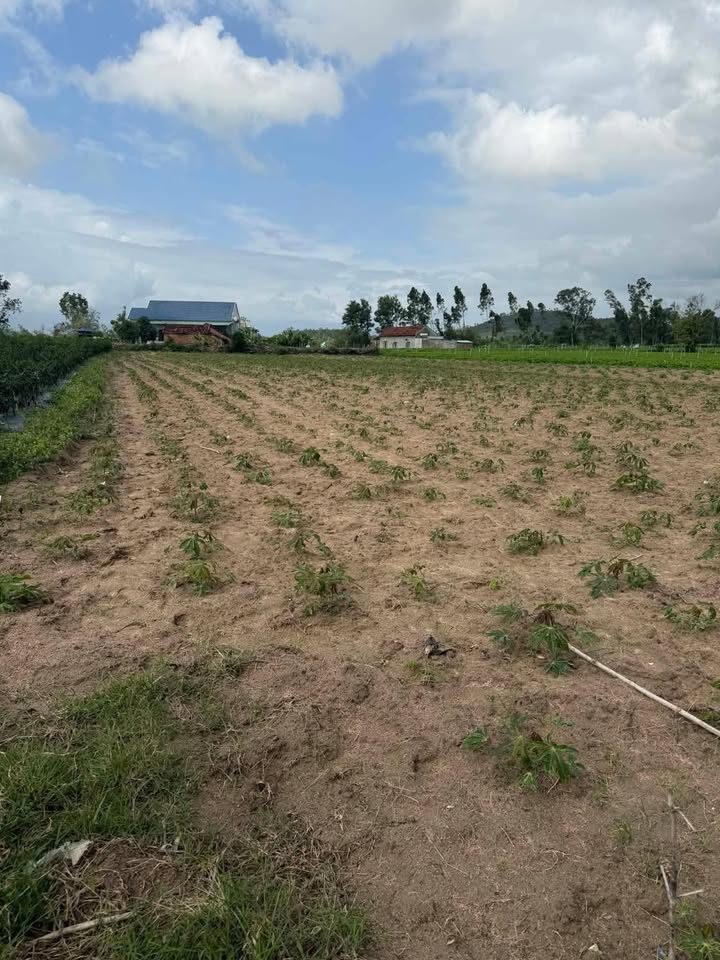 Bán Lỗ Đất Vườn 1356m² Mặt Tiền Rộng 25m - Bình Định Giá Tốt