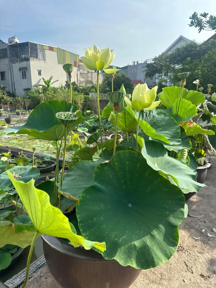 Nhà cho thuê Phan Bội Châu Tân Hiệp 3.5 triệu - Sẵn sàng ở ngay