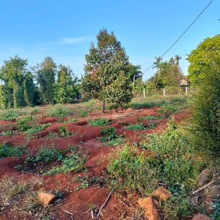 Đất Nền Ea Ning Đắk Lắk - 1.620m² Mặt Tiền Rộng, View Đồng Ruộng Đẹp