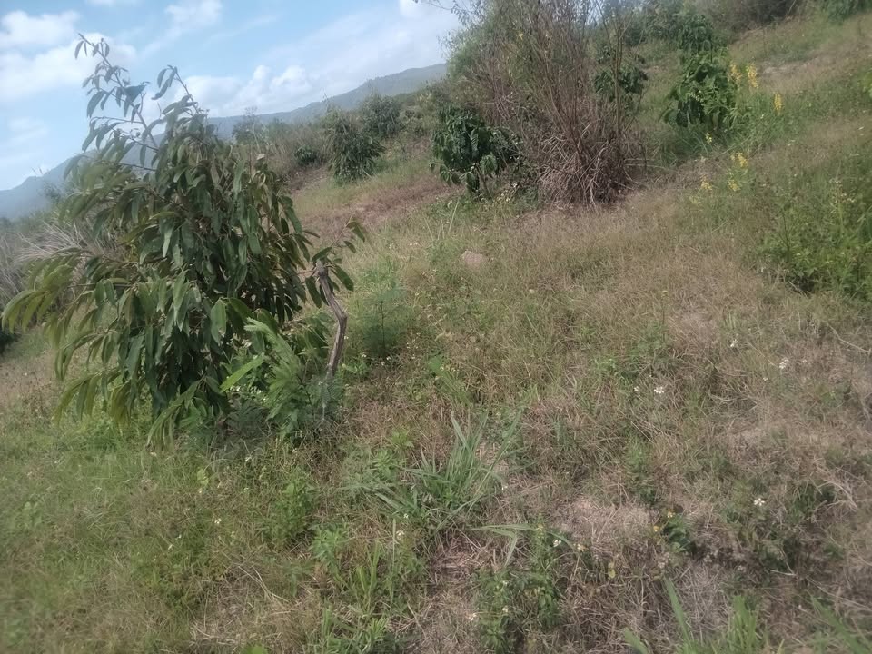 Bán Đất Vườn 9.5 Sào Đắk Lắk - Tiềm Năng Kinh Tế, Sầu Riêng Cho Trái Bói