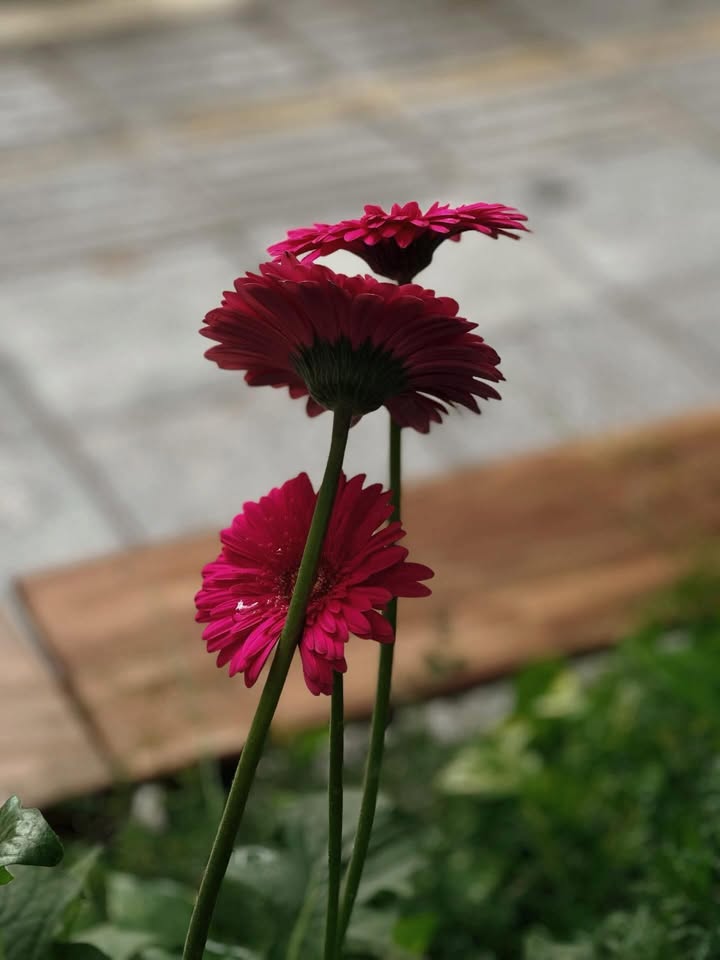 Đất nền Hoa Lộc, Hậu Lộc 172m² - Giá chỉ 1.2 tỷ, lý tưởng làm nhà vườn