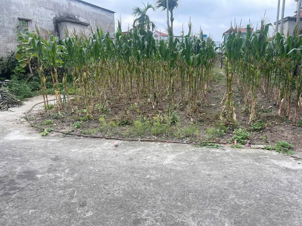 Đất nền Thái Thịnh, Thái Thụy – 92m² full thổ cư, giá chỉ 5xx triệu