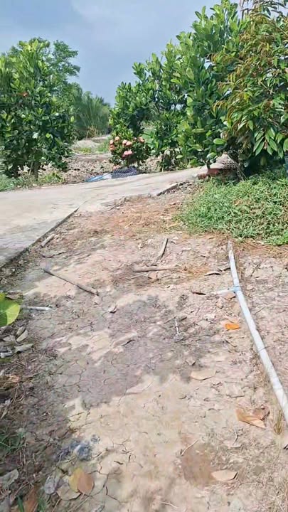 Đất Vườn Đồng Tháp 16.871m² - Đầu Tư Sinh Lời Vượt Trội