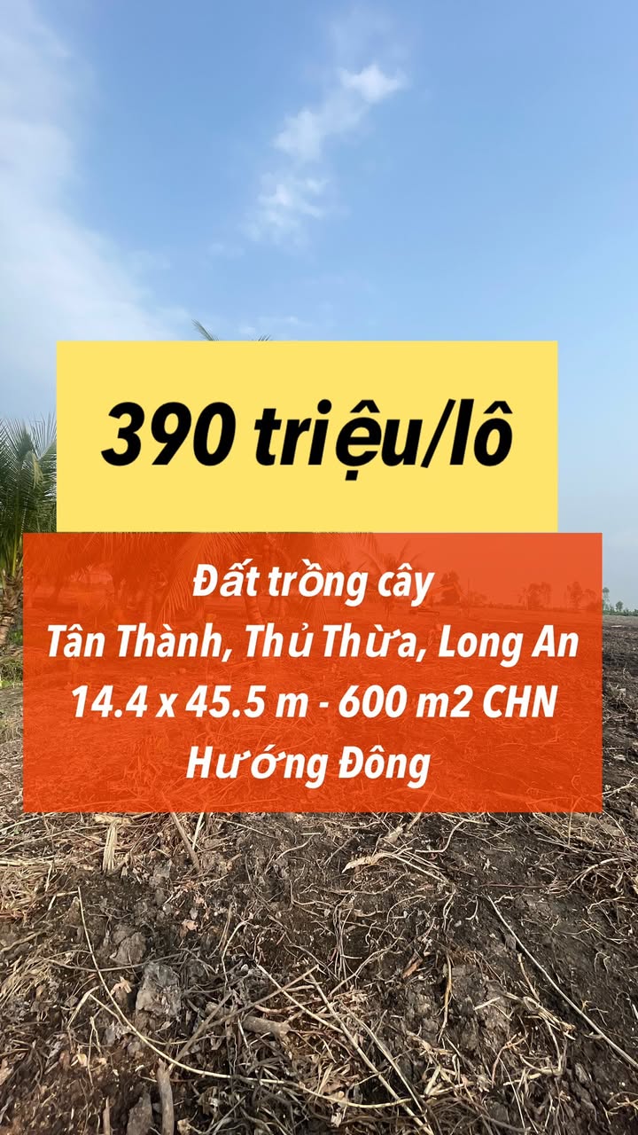 Đất Trồng Cây Thủ Thừa 600m² - Giá 390 Triệu, Sổ Hồng Riêng