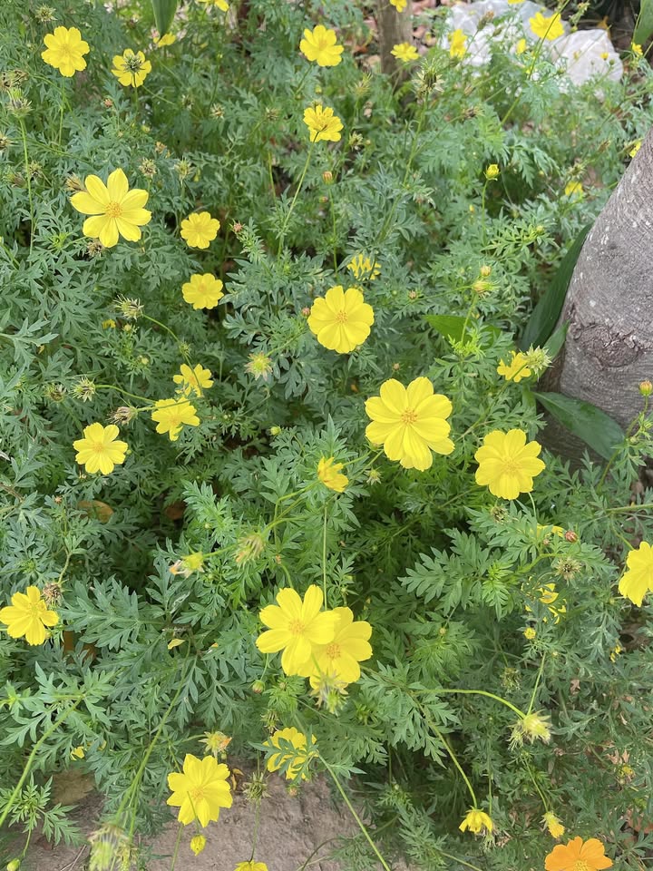 Đất Nền Đồi Gai Bắc Ninh: Sổ Hồng Sẵn Sàng, Giá Hơn 1 Tỷ/Lô